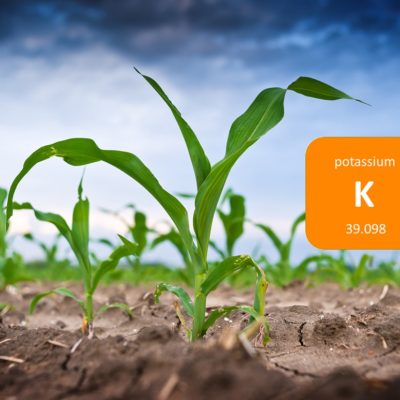 Potassium in plants