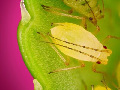 Aphid on a leaf