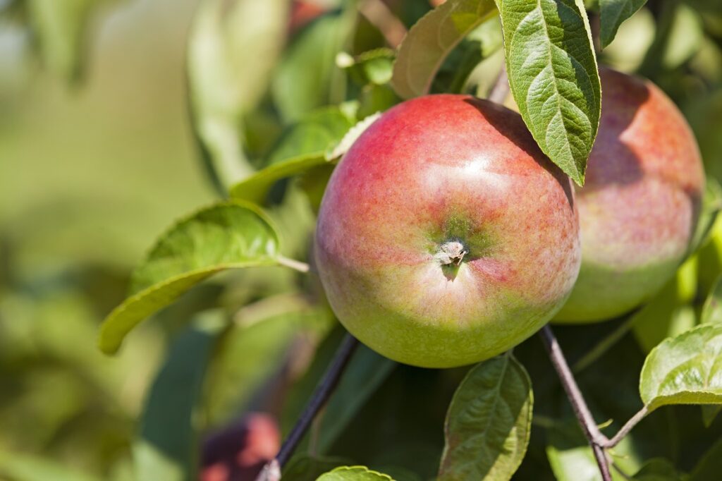 Irrigation and fertilization of apple orchards Cropaia