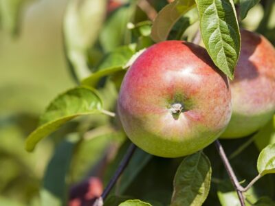 Apple orchard