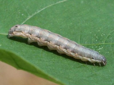 Beet armyworm