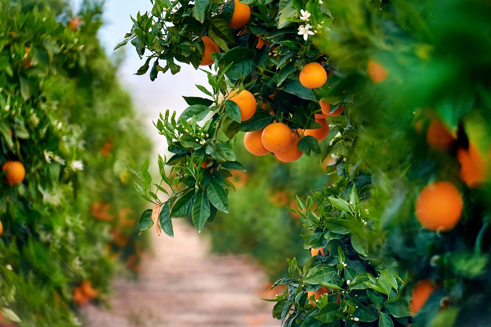 A citrus plantation with oranges on trees