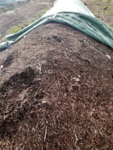 Compost - organic fertilizer
