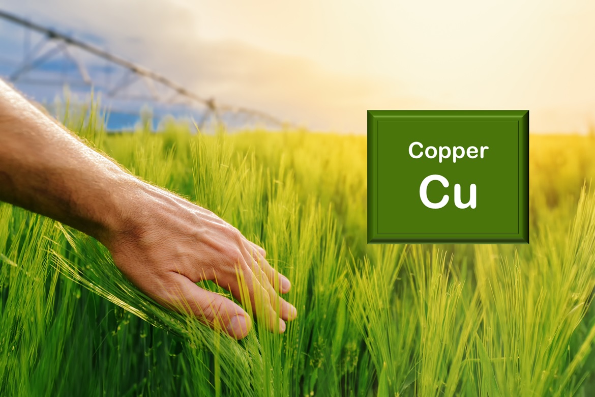 Oxido Cuatro grueso El cobre en las plantas | Cropaia