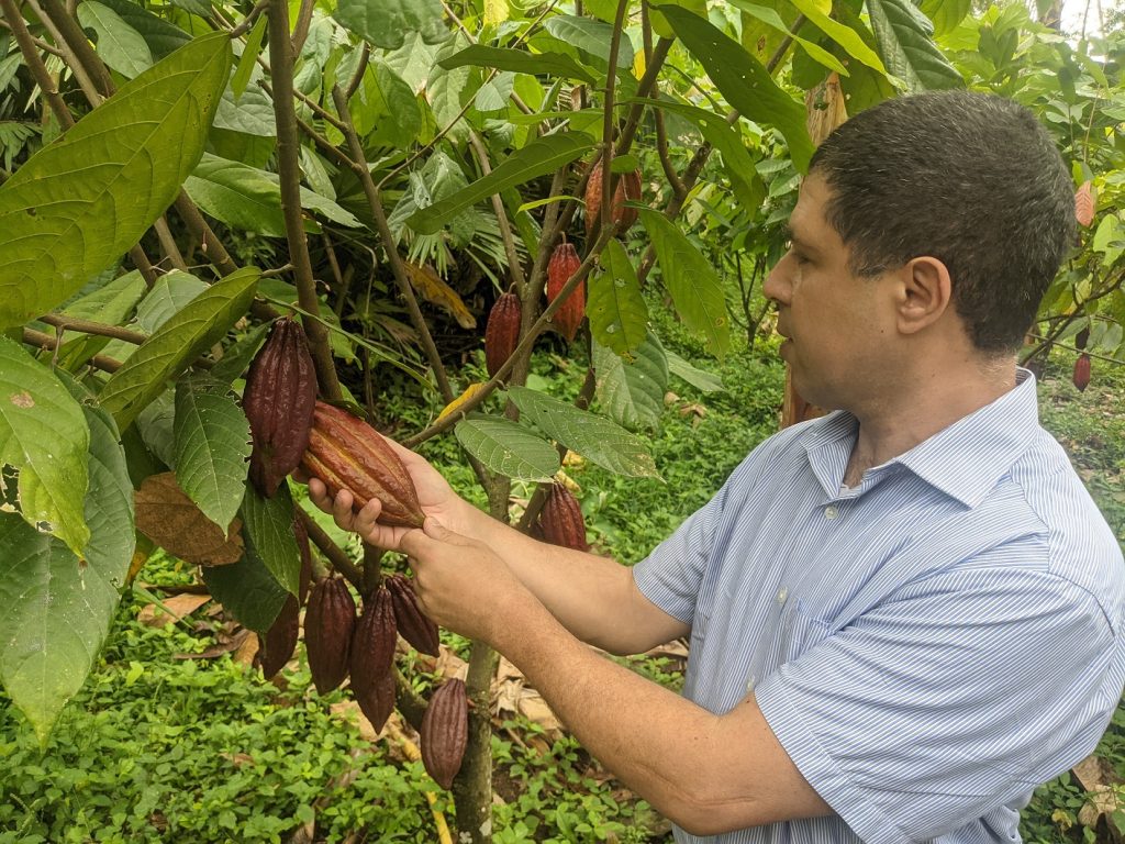 How To Grow Cocoa Trees Guy Sela Cropaia