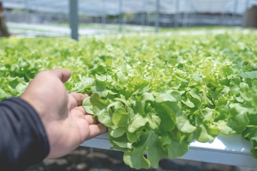 A hand inspecting hydroponic lettuce crops