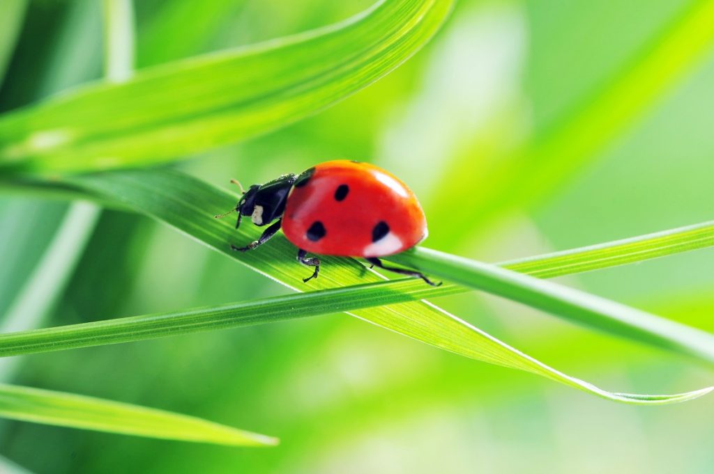 Los insectos benéficos y su uso en la agricultura | Cropaia