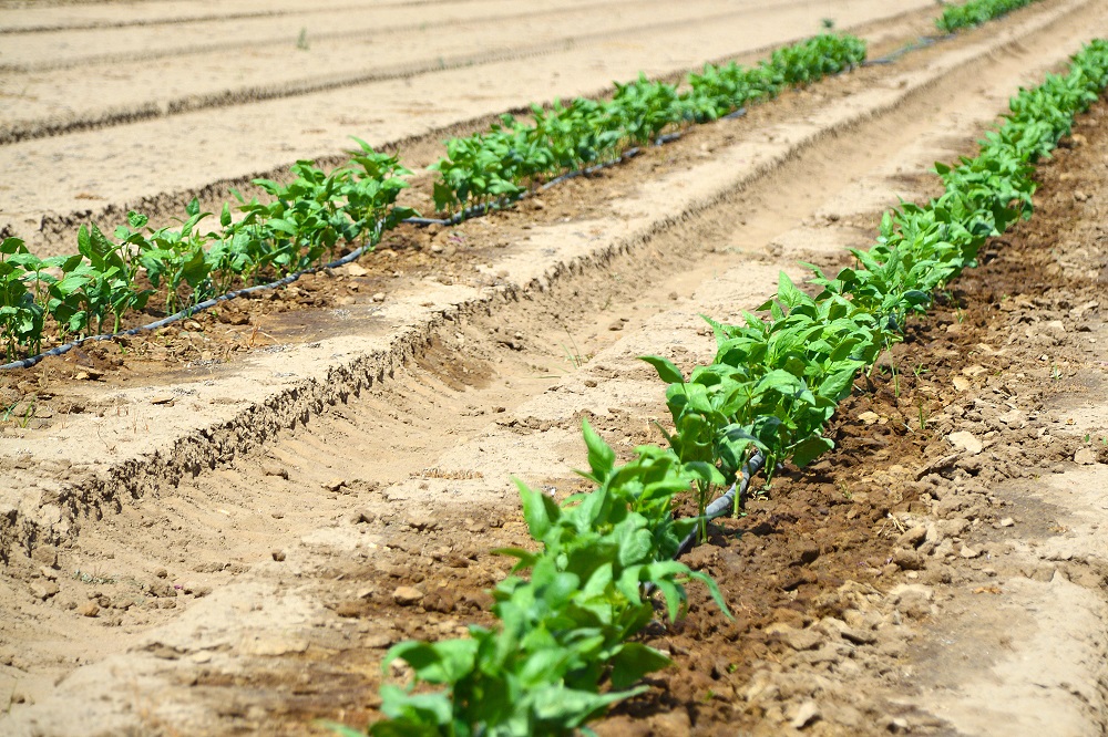 Lima Bean Drip Irrigation