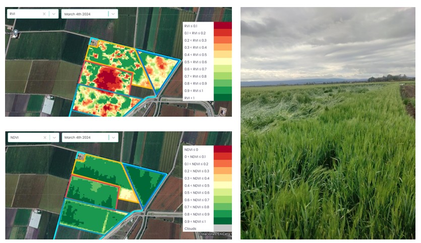 Comparación NDVI vs RVI en cebada encamada
