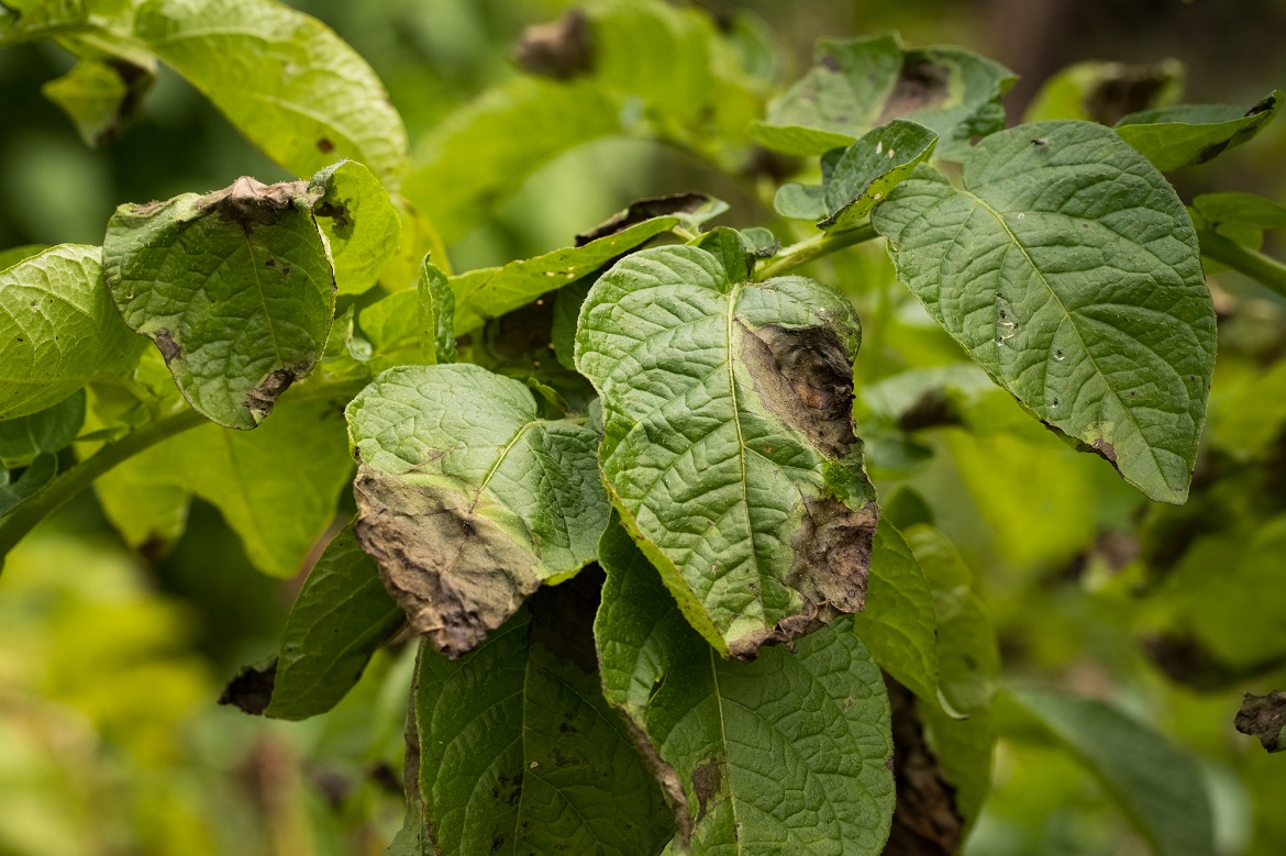 Potato blight (phytophthora infestans) Cropaia