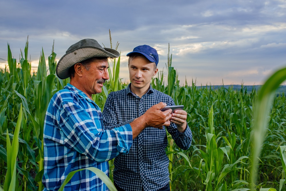 Farmers inspecting row crops in a field