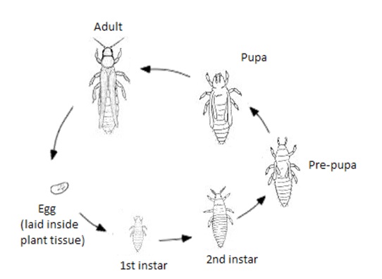 Thrips, Life Cycle, Form & Classification